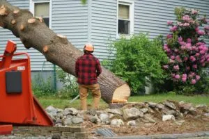 Professional Toronto tree removal in action