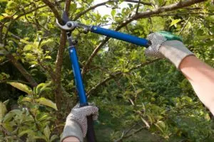 Stump grinding service in Toronto